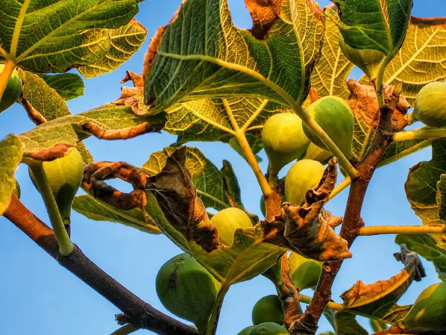 Fig tree in the Riviera gardens